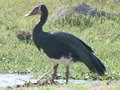 Spur-winged Goose